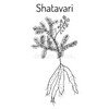 Shatavari