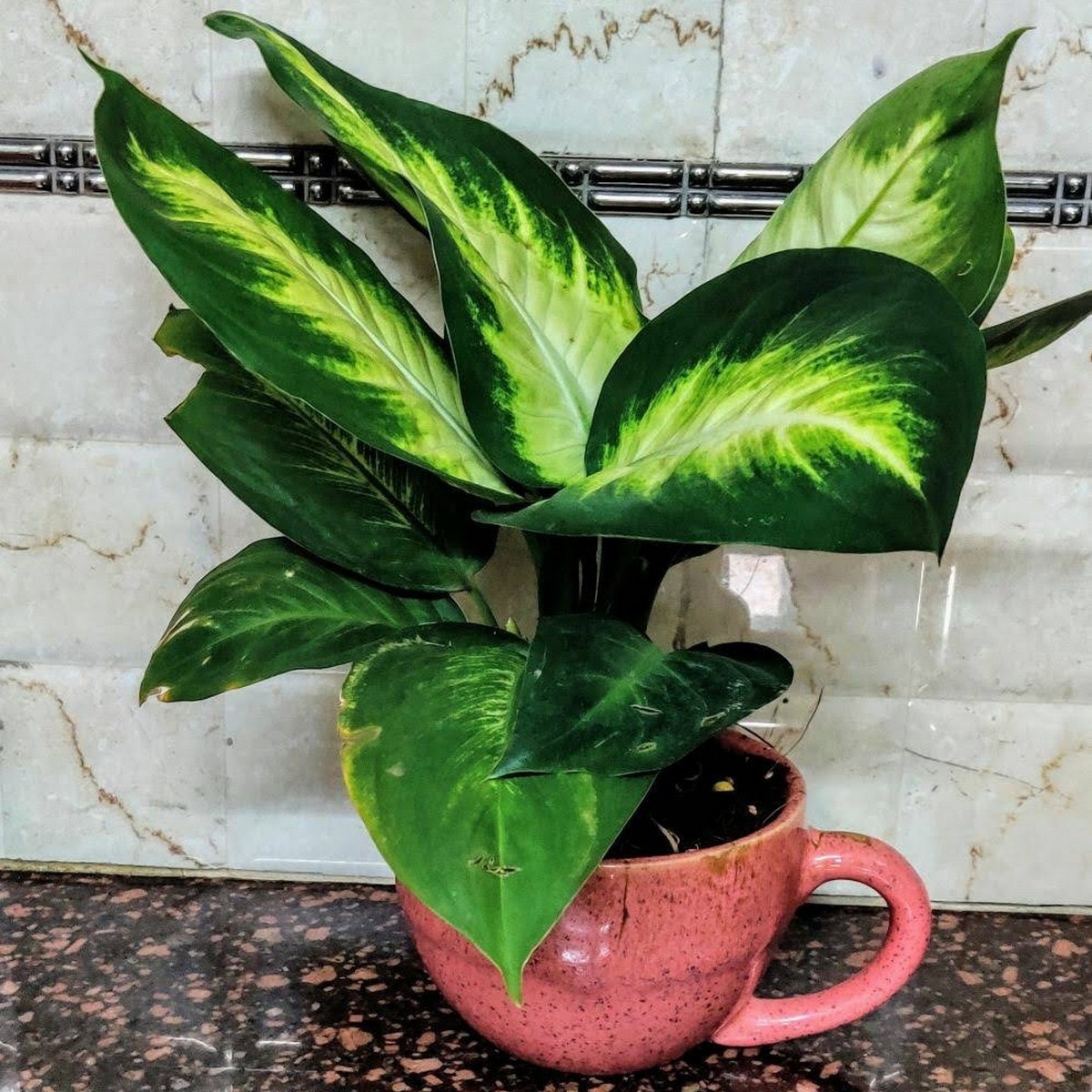 Defen In a Cup