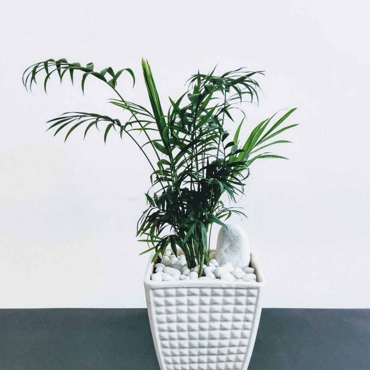 Dwarf Palm